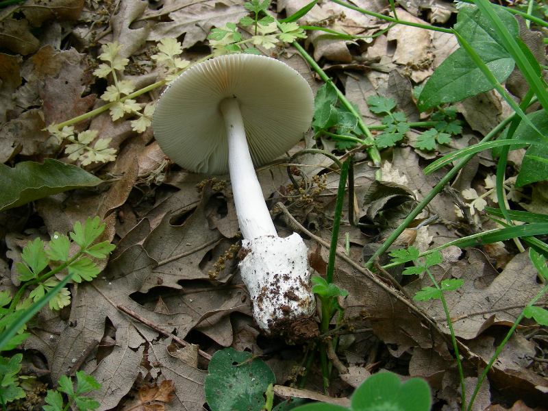 5) Fotografati il 12.06.2012. sotto Quercia (bosco asciutto)